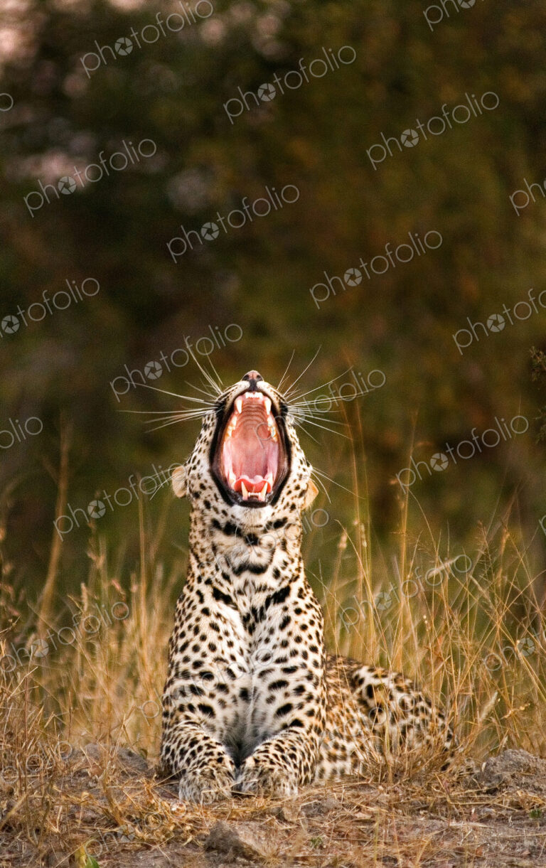 A leopard, Panthera pardus, lies down in sunlight, yawning.