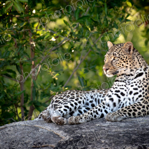 A leopard, Panthera pardus, lies down on a boulder, head upright, looking out of… A leopard, Panthera pardus, lies down on a boulder, head upright, looking out of…