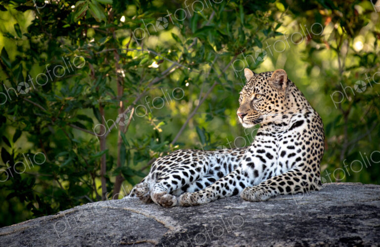 A leopard, Panthera pardus, lies down on a boulder, head upright, looking out of…