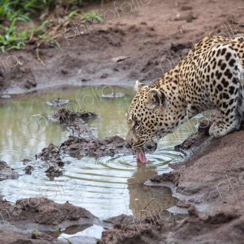 A leopard, Panthera pardus, lies down to lap water up from a puddle, tongue out,… A leopard, Panthera pardus, lies down to lap water up from a puddle, tongue out,…