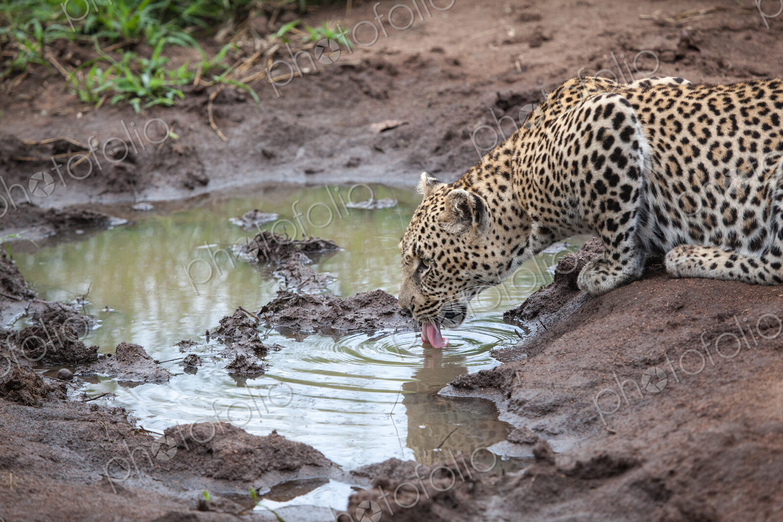A leopard, Panthera pardus, lies down to lap water up from a puddle, tongue out,…