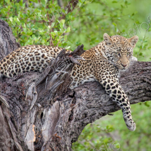A leopard, Panthera pardus, lies in a tree, drape front leg over branch, looking away,… A leopard, Panthera pardus, lies in a tree, drape front leg over branch, looking away,…