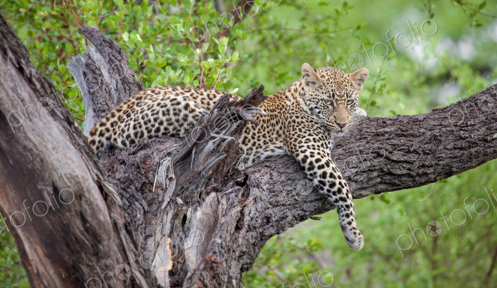 A leopard, Panthera pardus, lies in a tree, drape front leg over branch, looking away,…