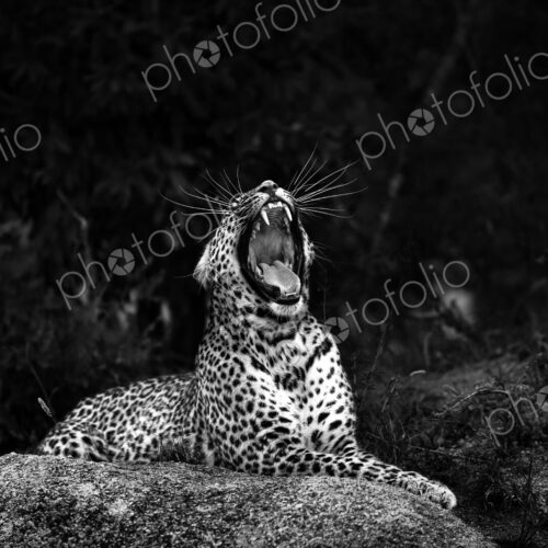 A leopard, Panthera pardus, lies on a boulder and yawns, mouth open showing teeth,… A leopard, Panthera pardus, lies on a boulder and yawns, mouth open showing teeth,…