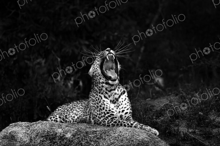 A leopard, Panthera pardus, lies on a boulder and yawns, mouth open showing teeth,…