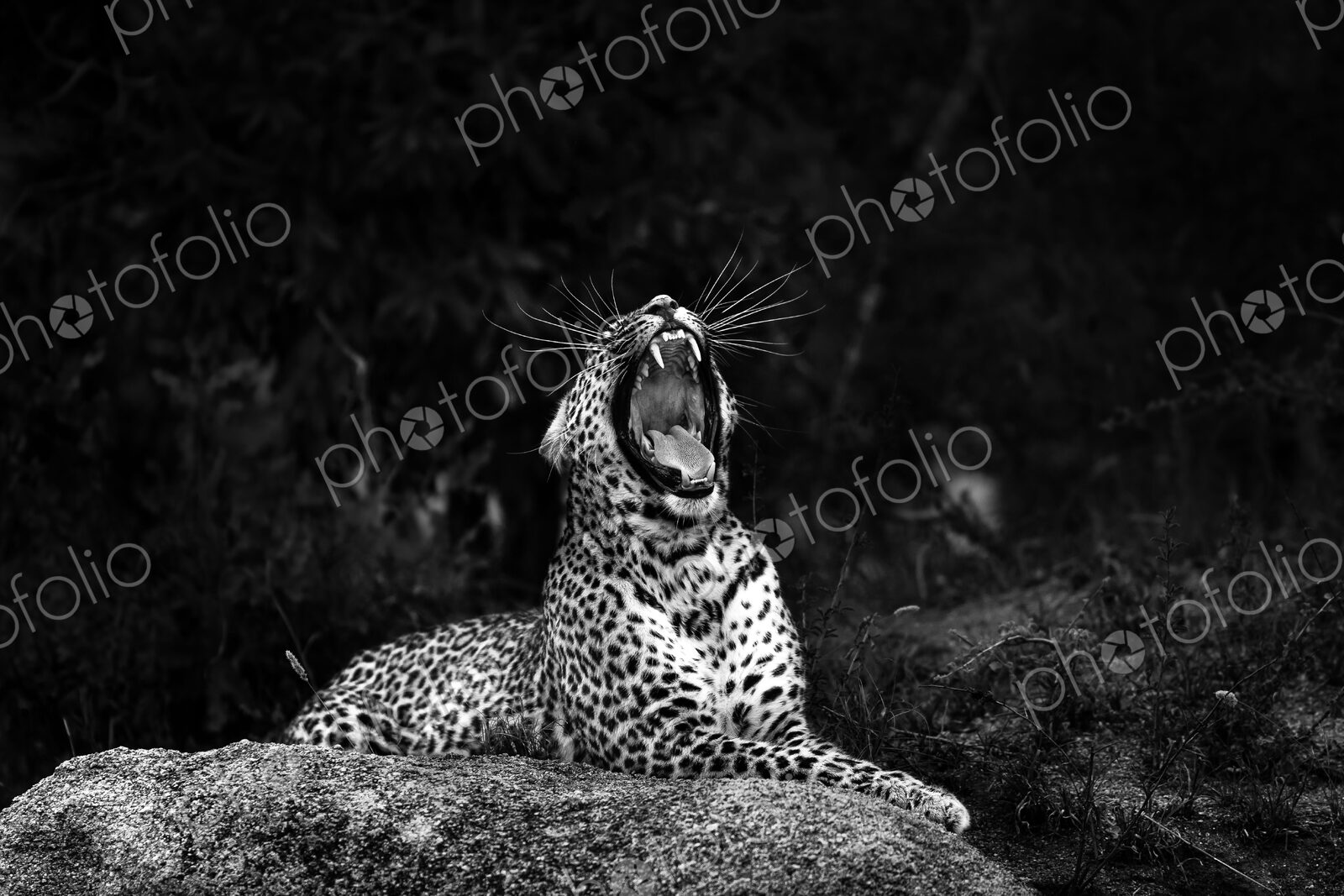 A leopard, Panthera pardus, lies on a boulder and yawns, mouth open showing teeth,…