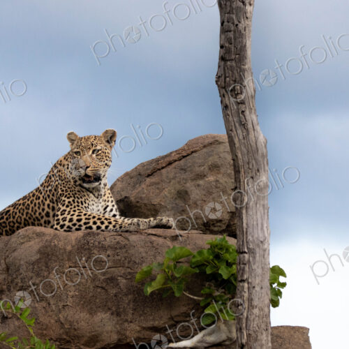 A leopard, Panthera pardus, lies on a boulder, looking out of frame A leopard, Panthera pardus, lies on a boulder, looking out of frame