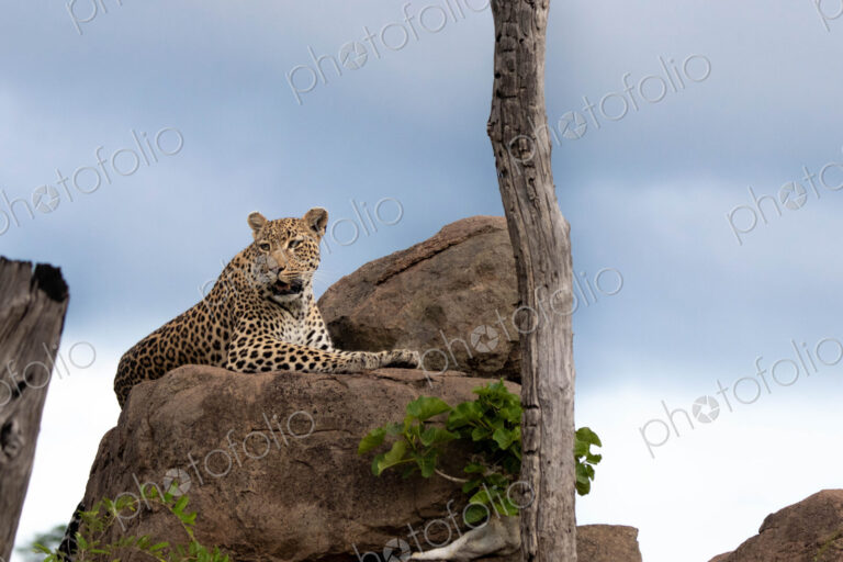 A leopard, Panthera pardus, lies on a boulder, looking out of frame