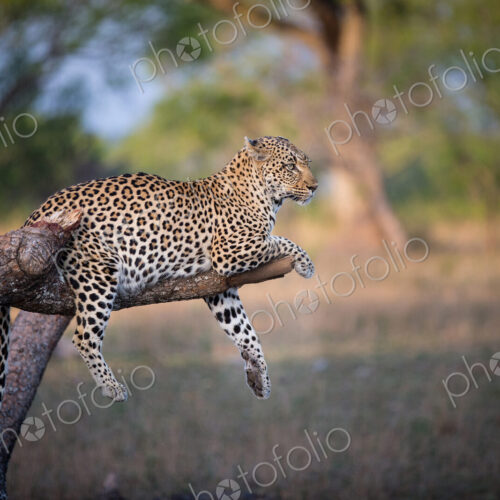 A leopard, Panthera pardus, lies on a broken tree branch, drapes its feet and tail… A leopard, Panthera pardus, lies on a broken tree branch, drapes its feet and tail…