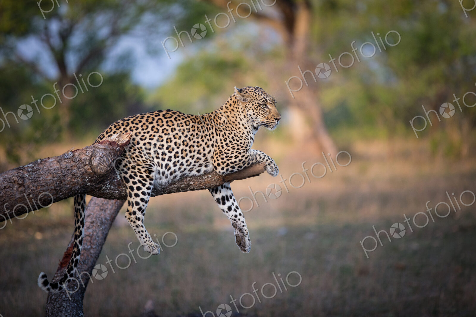 A leopard, Panthera pardus, lies on a broken tree branch, drapes its feet and tail…