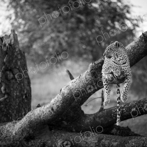A leopard, Panthera pardus, lies on a dead and fallen tree, looking away, in black and…