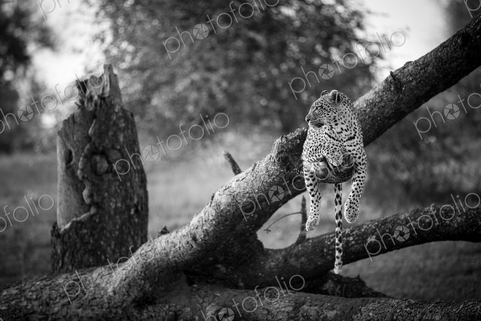 A leopard, Panthera pardus, lies on a dead and fallen tree, looking away, in black and…