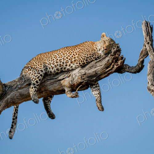 A leopard, Panthera pardus, lies on a dead tree branch, rests head on leg, closed… A leopard, Panthera pardus, lies on a dead tree branch, rests head on leg, closed…