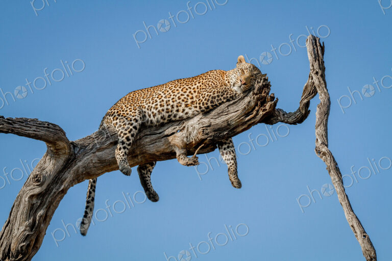 A leopard, Panthera pardus, lies on a dead tree branch, rests head on leg, closed…