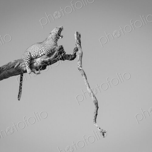 A leopard, Panthera pardus, lies on a dead tree branch, tail drapes down, yawning with…