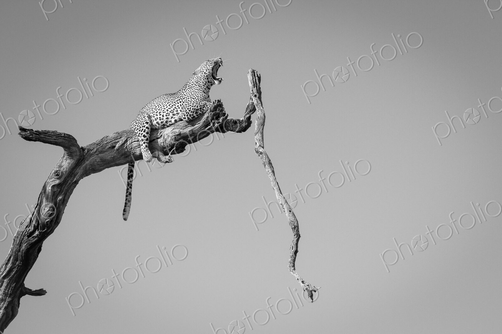 A leopard, Panthera pardus, lies on a dead tree branch, tail drapes down, yawning with…