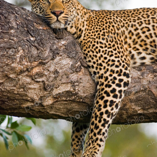A leopard, Panthera pardus, lies on the branch of a tree, legs tangling over the… A leopard, Panthera pardus, lies on the branch of a tree, legs tangling over the…
