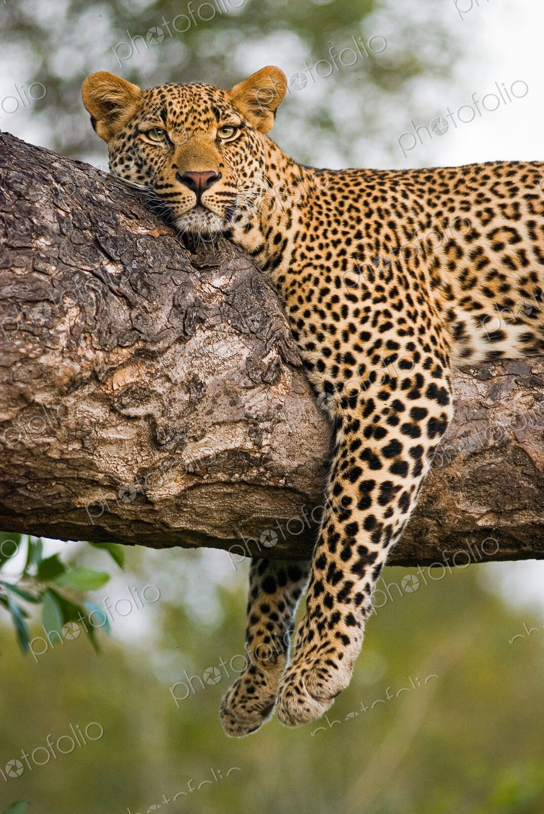 A leopard, Panthera pardus, lies on the branch of a tree, legs tangling over the…