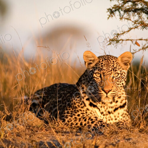 A leopard, Panthera pardus, lies on the ground in the sunlight, alert, ears forward A leopard, Panthera pardus, lies on the ground in the sunlight, alert, ears forward