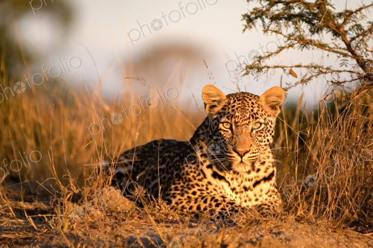 A leopard, Panthera pardus, lies on the ground in the sunlight, alert, ears forward