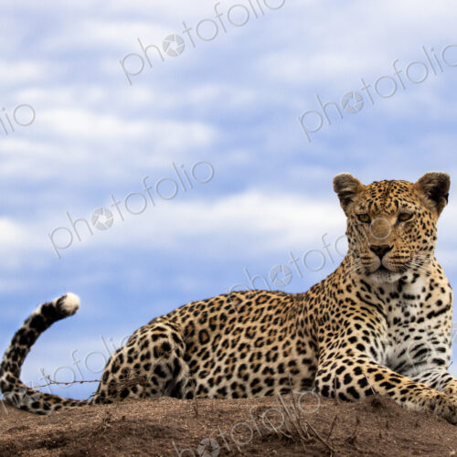 A leopard, Panthera pardus, lies on the top of a termite mound, sky background,… A leopard, Panthera pardus, lies on the top of a termite mound, sky background,…