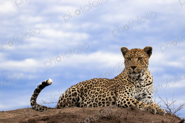 A leopard, Panthera pardus, lies on the top of a termite mound, sky background,…