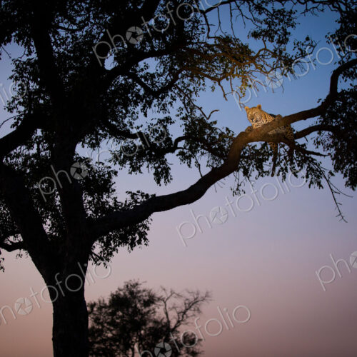A leopard, Panthera pardus, lies on two tree branches at dusk, in a tree in silhoutted.
