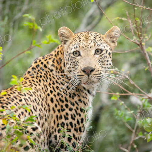 A leopard, Panthera pardus, looks over its shoulder, surrounded by greenery, looking… A leopard, Panthera pardus, looks over its shoulder, surrounded by greenery, looking…