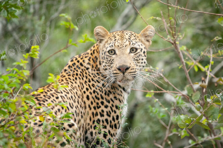 A leopard, Panthera pardus, looks over its shoulder, surrounded by greenery, looking…