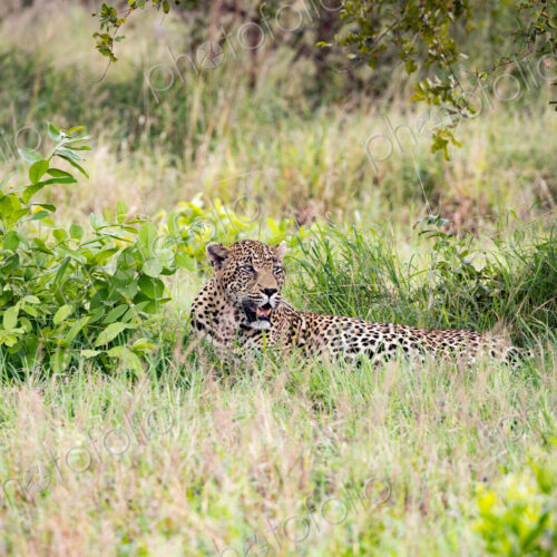 A leopard, Panthera pardus, lying down in grass. A leopard, Panthera pardus, lying down in grass.