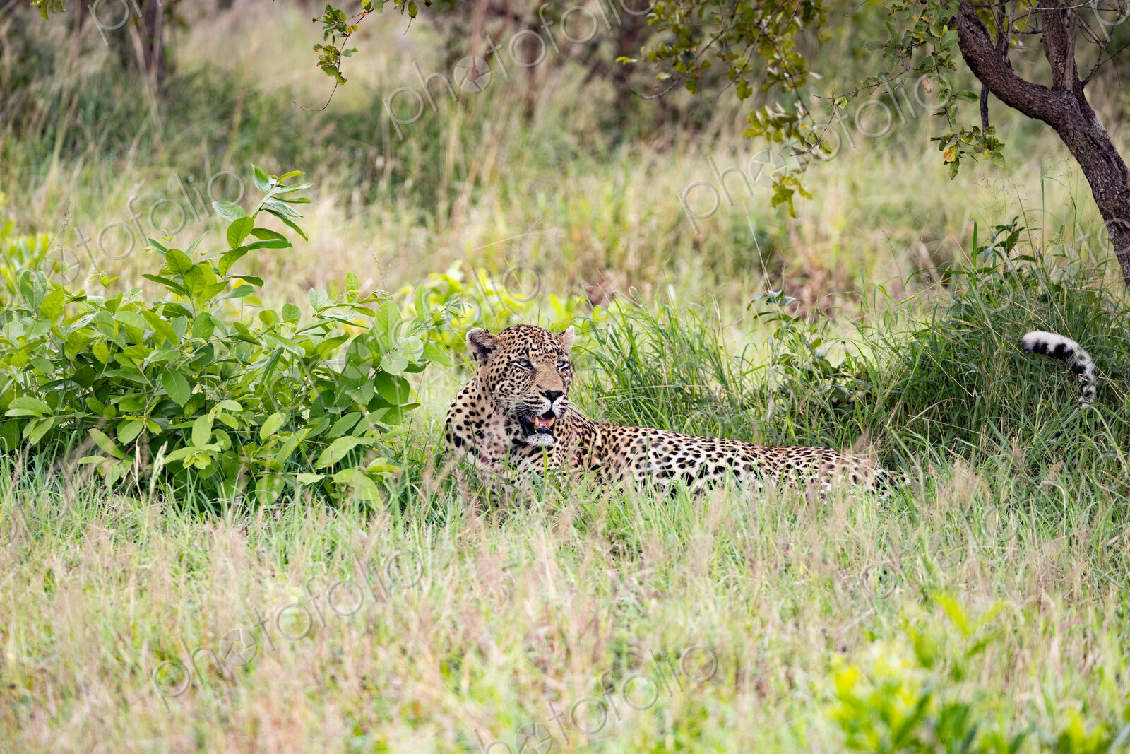 A leopard, Panthera pardus, lying down in grass.