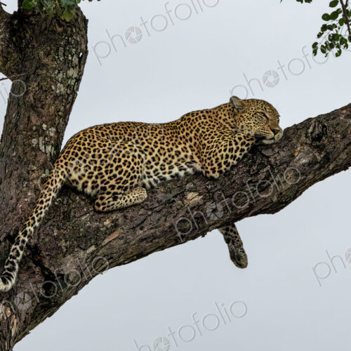 A leopard, Panthera pardus, lying in a tree. A leopard, Panthera pardus, lying in a tree.