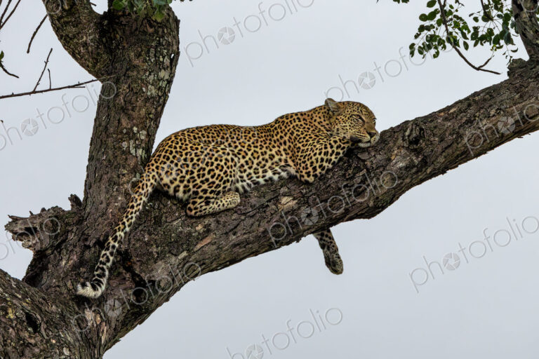 A leopard, Panthera pardus, lying in a tree.