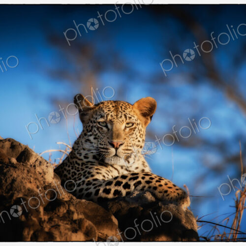 A leopard, Panthera pardus, lying on a termite mound, looking at camera, blue sky… A leopard, Panthera pardus, lying on a termite mound, looking at camera, blue sky…