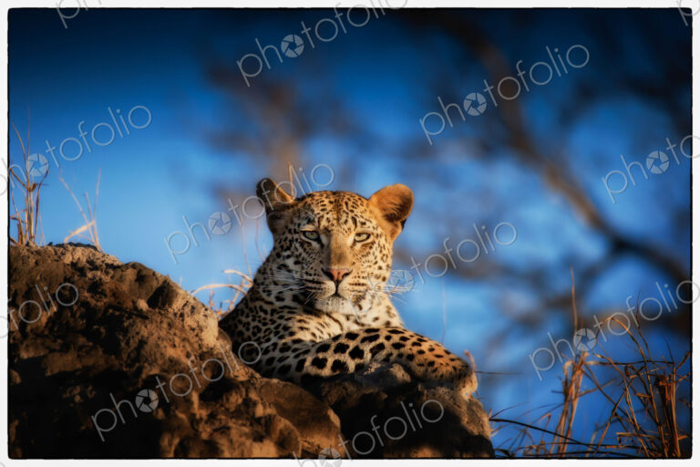 A leopard, Panthera pardus, lying on a termite mound, looking at camera, blue sky…