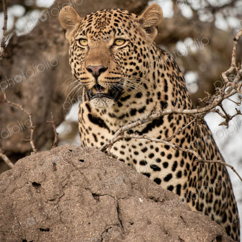 A leopard, Panthera pardus, on a termite mound, looking around. A leopard, Panthera pardus, on a termite mound, looking around.