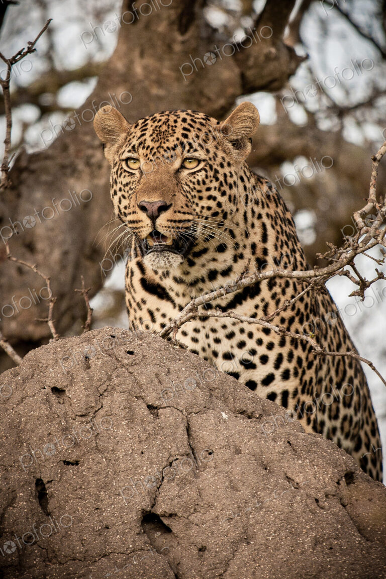 A leopard, Panthera pardus, on a termite mound, looking around.