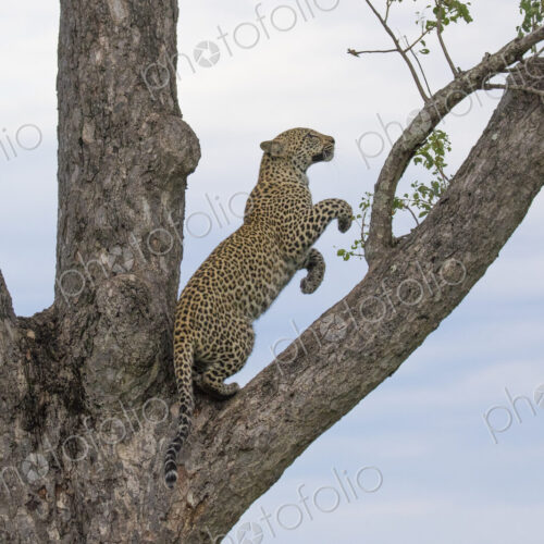 A leopard, Panthera pardus, on its hind legs in the fork of a tree