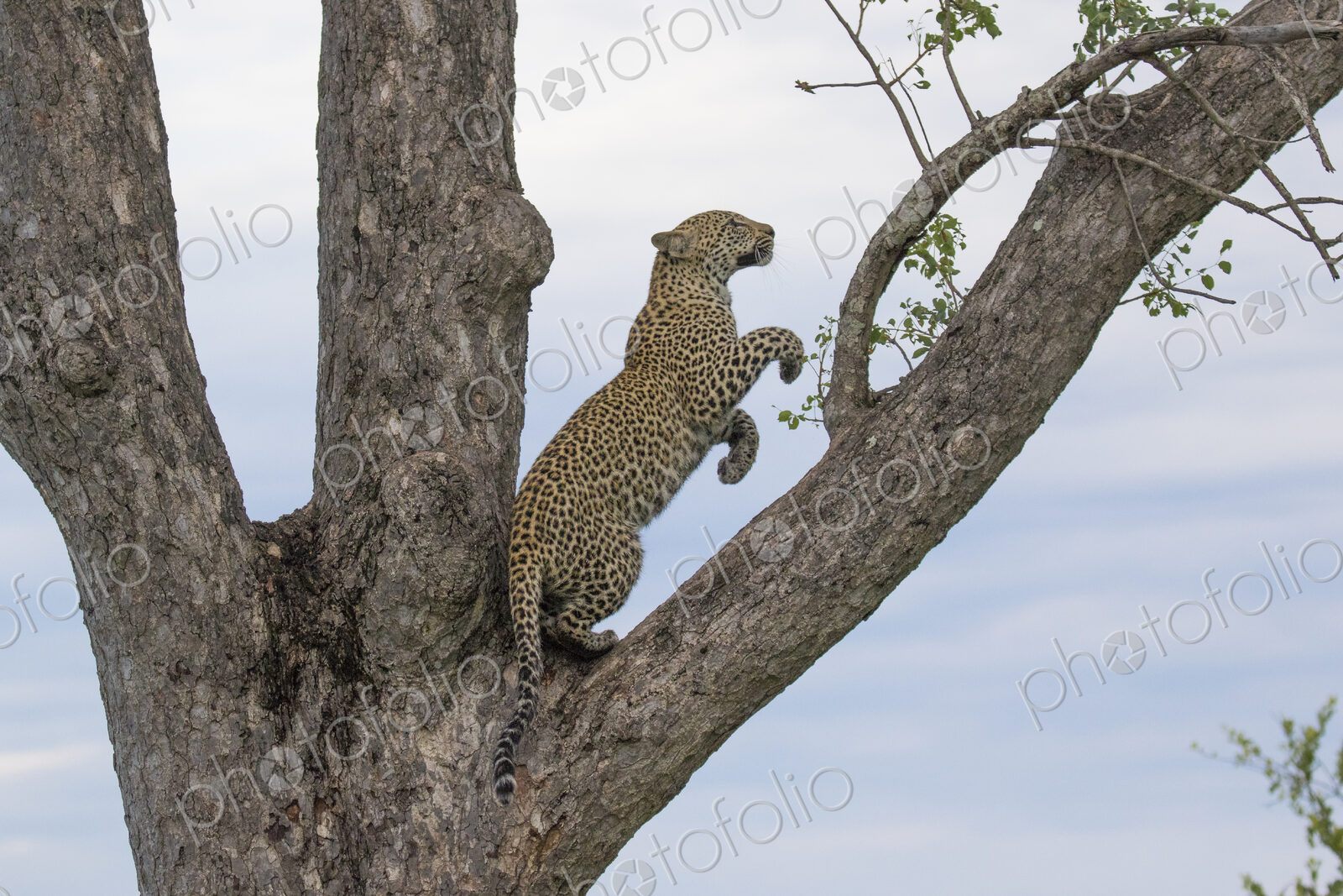 A leopard, Panthera pardus, on its hind legs in the fork of a tree