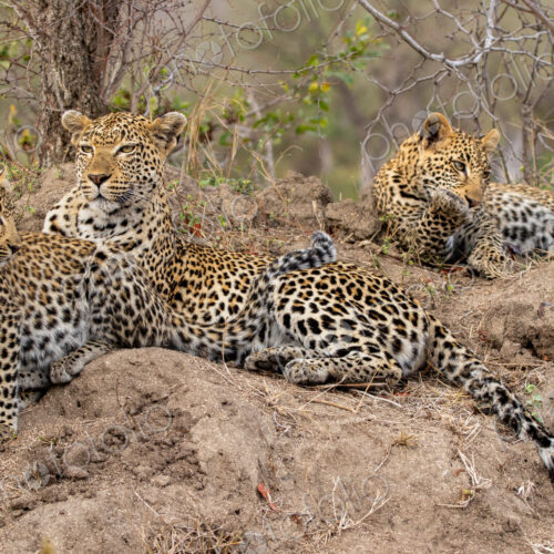 A leopard, Panthera pardus, resting with her two cubs.