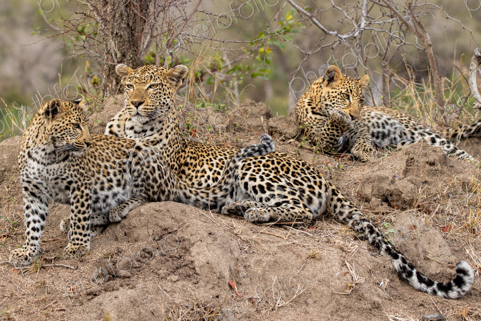 A leopard, Panthera pardus, resting with her two cubs.