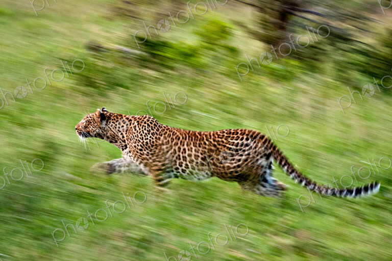 A leopard, Panthera pardus, runs through green grass, looking away, motion blur