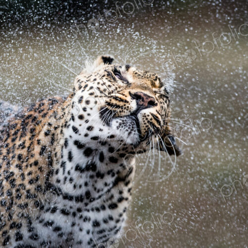 A leopard, Panthera pardus, shakes the water off itself, droplets of water in the air,… A leopard, Panthera pardus, shakes the water off itself, droplets of water in the air,…