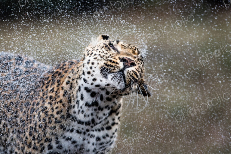 A leopard, Panthera pardus, shakes the water off itself, droplets of water in the air,…