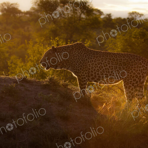 A leopard, Panthera pardus, silhouette, standing on a mound, trees in the background A leopard, Panthera pardus, silhouette, standing on a mound, trees in the background
