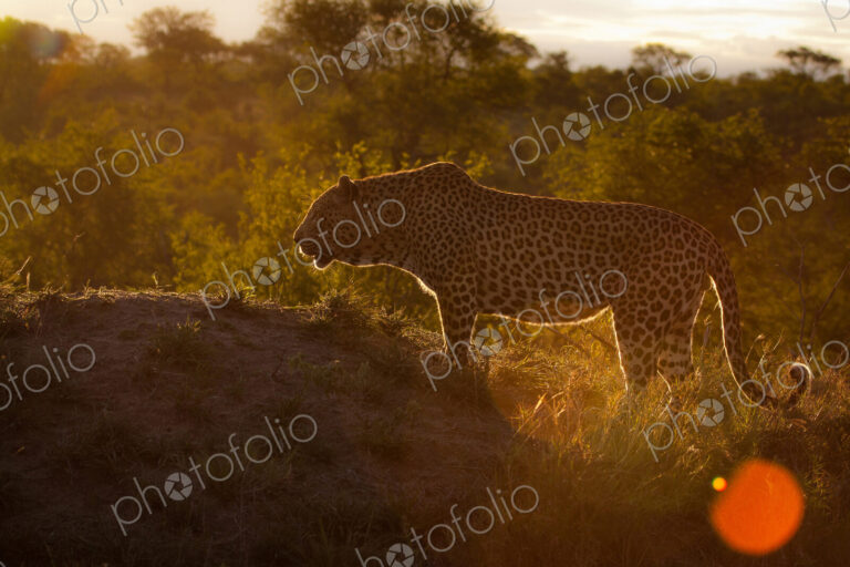 A leopard, Panthera pardus, silhouette, standing on a mound, trees in the background