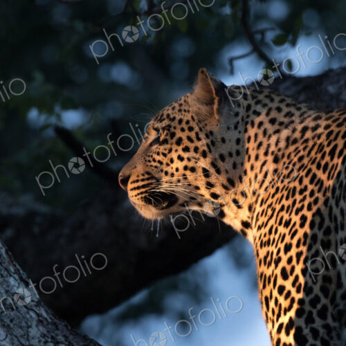 A leopard, Panthera pardus, sits in a tree in the evening sunlight