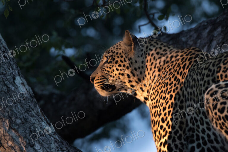 A leopard, Panthera pardus, sits in a tree in the evening sunlight