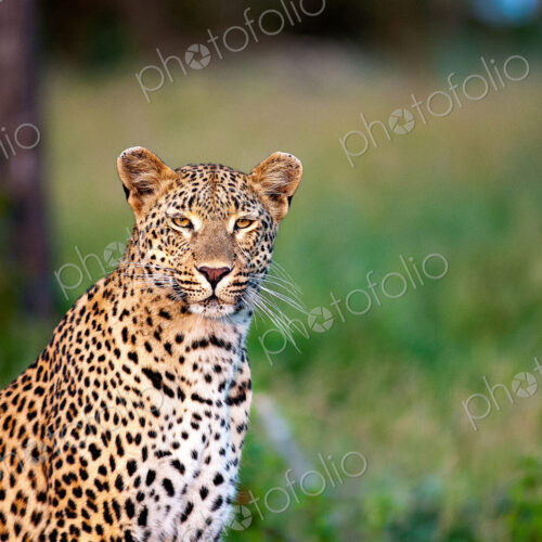 A leopard, Panthera pardus, sits in green grass, alert, ears forward, yellow eyes,… A leopard, Panthera pardus, sits in green grass, alert, ears forward, yellow eyes,…