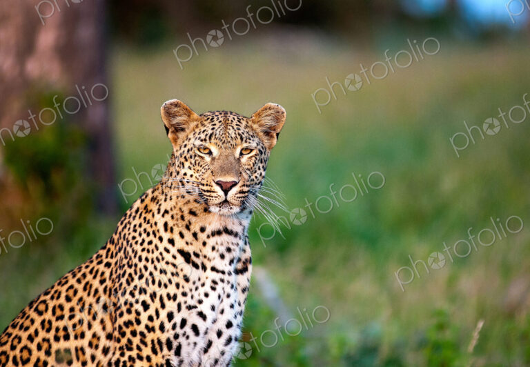 A leopard, Panthera pardus, sits in green grass, alert, ears forward, yellow eyes,…